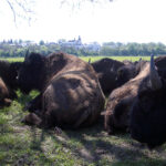 26.06.2015. Bizony z Kurozwęk / Robert Felczak / Radio Kielce