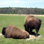 26.06.2015. Bizony z Kurozwęk / Robert Felczak / Radio Kielce