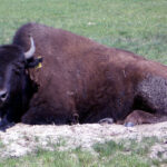 26.06.2015. Bizony z Kurozwęk / Robert Felczak / Radio Kielce