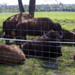 26.06.2015. Bizony z Kurozwęk / Robert Felczak / Radio Kielce