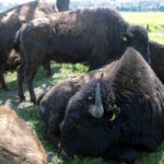 26.06.2015. Bizony z Kurozwęk / Robert Felczak / Radio Kielce