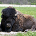 Bizon uciekinier prawdopodobnie nie żyje