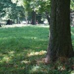 Krowy i byki rządzą w bałtowskim pałacu (25 lipca 2015 r.) / Teresa Czajkowska / Radio Kielce