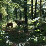 Krowy i byki rządzą w bałtowskim pałacu (25 lipca 2015 r.) / Teresa Czajkowska / Radio Kielce