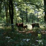 Krowy i byki rządzą w bałtowskim pałacu (25 lipca 2015 r.) / Teresa Czajkowska / Radio Kielce