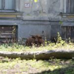 Krowy i byki rządzą w bałtowskim pałacu (25 lipca 2015 r.) / Teresa Czajkowska / Radio Kielce