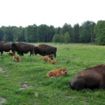 1.7.2015 Kurozwęki. W obronę bizonów z Kurozwęk włączyła się warszawska posłanka Prawa i Sprawiedliwości Małgorzata Gosiewska. / Radio Kielce