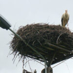 27.7.2015 Jagodnik. We wsi Jagodnik już jest gotowy fragment szlaku - z oznakowaniem, ze znakami drogowymi, drogowskazami dla rowerzystów oraz miejscem odpoczynku dla cyklistów. Wszystkiemu przygląda się bociek. / Krzysztof Żołądek / Radio Kielce