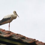 28.07.2015. Green Velo. Frombork - Braniewo - Pieniężno - Górowo Iławieckie / Krzysztof Żołądek / Radio Kielce