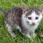 28.07.2015. Green Velo. Frombork - Braniewo - Pieniężno - Górowo Iławieckie / Krzysztof Żołądek / Radio Kielce