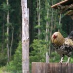 28.07.2015. Green Velo. Frombork - Braniewo - Pieniężno - Górowo Iławieckie / Krzysztof Żołądek / Radio Kielce