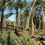 23.07.2015 Las. Powalone drzewa / arch. pryw.