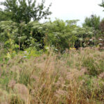 13.7.2015 Chęciny. Niebezpieczna roślina na czerwonym szlaku w Chęcinach, przy ul. Zamkowej. Rośnie tam kilkadziesiąt krzewów  cieszącego się złą sławą barszczu Sosnowskiego. / Wojciech Habdas / Radio Kielce