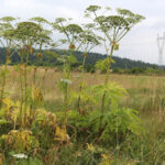 13.7.2015 Chęciny. Niebezpieczna roślina na czerwonym szlaku w Chęcinach, przy ul. Zamkowej. Rośnie tam kilkadziesiąt krzewów  cieszącego się złą sławą barszczu Sosnowskiego. / Wojciech Habdas / Radio Kielce