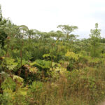 13.7.2015 Chęciny. Niebezpieczna roślina na czerwonym szlaku w Chęcinach, przy ul. Zamkowej. Rośnie tam kilkadziesiąt krzewów  cieszącego się złą sławą barszczu Sosnowskiego. / Wojciech Habdas / Radio Kielce