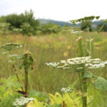 13.7.2015 Chęciny. Niebezpieczna roślina na czerwonym szlaku w Chęcinach, przy ul. Zamkowej. Rośnie tam kilkadziesiąt krzewów  cieszącego się złą sławą barszczu Sosnowskiego. / Wojciech Habdas / Radio Kielce