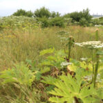 13.7.2015 Chęciny. Niebezpieczna roślina na czerwonym szlaku w Chęcinach, przy ul. Zamkowej. Rośnie tam kilkadziesiąt krzewów  cieszącego się złą sławą barszczu Sosnowskiego. / Wojciech Habdas / Radio Kielce