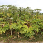 13.7.2015 Chęciny. Niebezpieczna roślina na czerwonym szlaku w Chęcinach, przy ul. Zamkowej. Rośnie tam kilkadziesiąt krzewów  cieszącego się złą sławą barszczu Sosnowskiego. / Wojciech Habdas / Radio Kielce