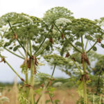 13.7.2015 Chęciny. Niebezpieczna roślina na czerwonym szlaku w Chęcinach, przy ul. Zamkowej. Rośnie tam kilkadziesiąt krzewów  cieszącego się złą sławą barszczu Sosnowskiego. / Wojciech Habdas / Radio Kielce