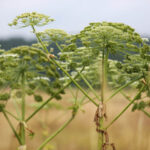 13.7.2015 Chęciny. Niebezpieczna roślina na czerwonym szlaku w Chęcinach, przy ul. Zamkowej. Rośnie tam kilkadziesiąt krzewów  cieszącego się złą sławą barszczu Sosnowskiego. / Wojciech Habdas / Radio Kielce