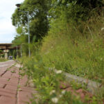 16.7.2015 Kielce. Ścieżka rowerowa wzdłuż ul. Łódzkiej zapada się i porasta chwastami. / Wojciech Habdas / Radio Kielce
