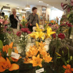 11.7.2015 Kielce. Najpiękniejsze lilie można zobaczyć w KCK / Włodzimierz Batóg / Radio Kielce