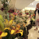 11.7.2015 Kielce. Najpiękniejsze lilie można zobaczyć w KCK / Włodzimierz Batóg / Radio Kielce