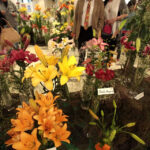 11.7.2015 Kielce. Najpiękniejsze lilie można zobaczyć w KCK / Włodzimierz Batóg / Radio Kielce