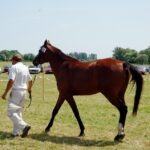 12.07.2015 16. Czempionat Koni Małopolskich w Opatowcu / Radio Kielce