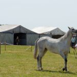 12.07.2015 16. Czempionat Koni Małopolskich w Opatowcu / Radio Kielce