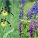 29.07.2015 Świętokrzyskie storczyki / Jarosław Sułek / arch. prywat.