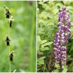 29.07.2015 Świętokrzyskie storczyki / Jarosław Sułek / arch. prywat.