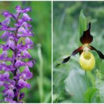 29.07.2015 Świętokrzyskie storczyki / Jarosław Sułek / arch. prywat.