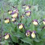 29.07.2015 Świętokrzyskie storczyki / Jarosław Sułek / arch. prywat.