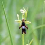 29.07.2015 Świętokrzyskie storczyki / Jarosław Sułek / arch. prywat.