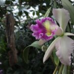 21.08.2015 Green Velo. Łańcut / Robert Felczak / Radio Kielce