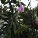 21.08.2015 Green Velo. Łańcut / Robert Felczak / Radio Kielce