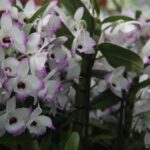 21.08.2015 Green Velo. Łańcut / Robert Felczak / Radio Kielce