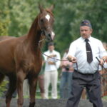 16.08.2015. Poprzednia rekordzistka Kwestura z Michałowa została sprzedana na aukcji Pride of Poland za 1 milion 125 tysięcy Euro / Radosław Podsiadły / Radio Kielce