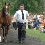 16.08.2015. Poprzednia rekordzistka Kwestura z Michałowa została sprzedana na aukcji Pride of Poland za 1 milion 125 tysięcy Euro / Radosław Podsiadły / Radio Kielce