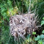 03.08.2015. Suwalski Park Krajobrazowy / Stanisław Blinstrub / Radio Kielce