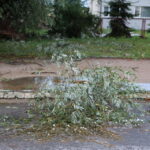 11.08.2015. Połamane drzewa przy ulicy Skrajnej / Kamil Król / Radio Kielce