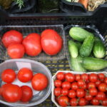 29.08.2015. Dożynki działkowców przy Rodzinnym Domu Działkowca NARCYZ w Kielcach / Kamil Król / Radio Kielce