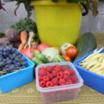 29.08.2015. Dożynki działkowców przy Rodzinnym Domu Działkowca NARCYZ w Kielcach / Kamil Król / Radio Kielce