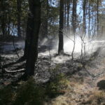 19.08.2015. Pożar lasu w Klonówce, gmina Masłów / Kamil Król / Radio Kielce