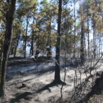 19.08.2015. Pożar lasu w Klonówce, gmina Masłów / Kamil Król / Radio Kielce