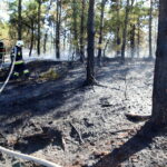 19.08.2015. Pożar lasu w Klonówce, gmina Masłów / Kamil Król / Radio Kielce