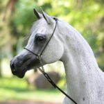 Pepita / Stuart Vesty / Pride of Poland