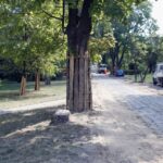 20.08.2015 Kielce. Ulica Św. Stanisława Kostki. Remont ulicy odsłonił korzenie drzew. / Stanisław Blinstrub / Radio Kielce