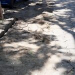 20.08.2015 Kielce. Ulica Św. Stanisława Kostki. Remont ulicy odsłonił korzenie drzew. / Stanisław Blinstrub / Radio Kielce